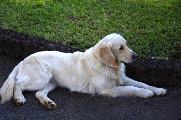 金色的寻猎物犬采用指已提到的人美丽的花园关于指已提到的人<strong>主管</strong>宫