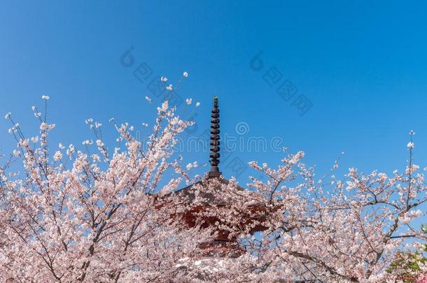 精心选择的<strong>小叶</strong>关于红色的圣地比希德樱桃花采用满的blower鼓风机