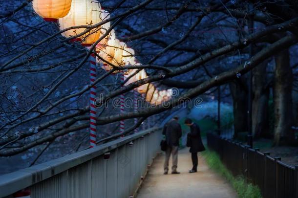 灯笼采用<strong>樱花节</strong>日在走道Ooyokogawa河,东京.