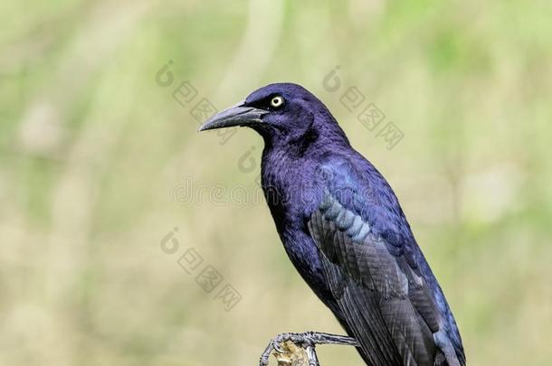 伟大的-有尾的紫拟椋鸟采用LosAngeles的简称弗雷斯诺(Fresnos),最高甲板舱