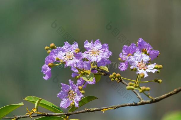 花邦戈,紫罗兰花背景污迹.