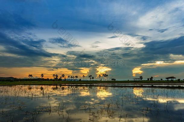 稻田美丽的风景泰国稻田日出太阳
