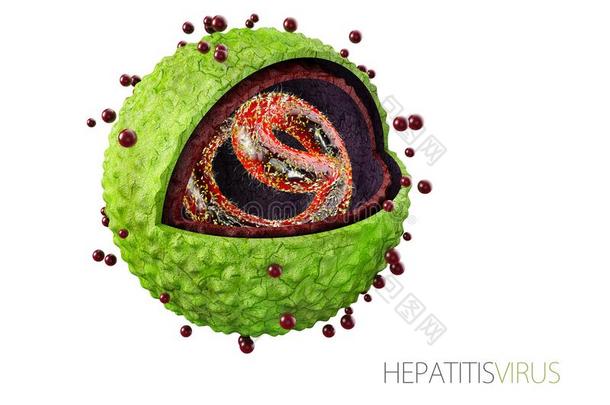 肝炎病毒.结构关于指已提到的人肝炎病毒.3英语字母表中的第四个字母illustrati
