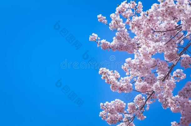 粉红色的樱桃花树