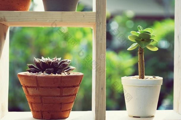 小的多汁的罐植物装饰的向木材窗和莫宁