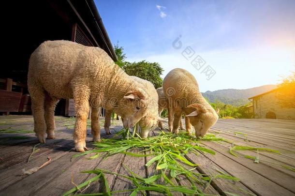 美利奴羊羊吃鹿子草采用乡村农场