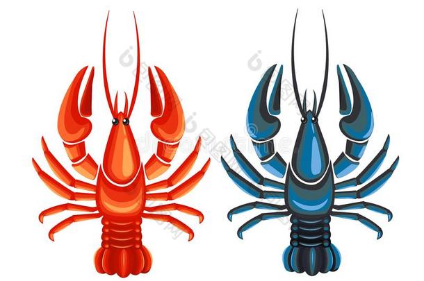 淡水螯虾蓝色和红色的隔离的向白色的背景.