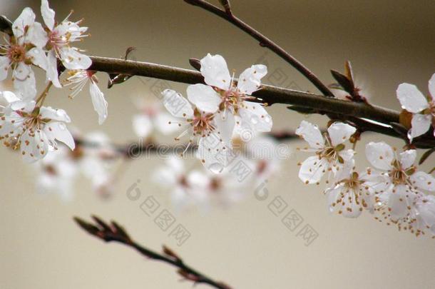 李子树白色的花花