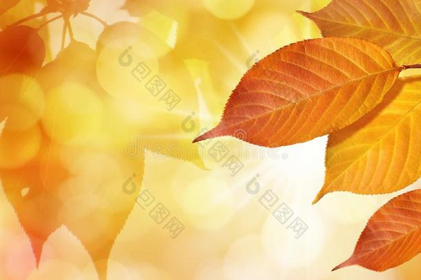 富有色彩的树叶采用秋向金色的树叶背景和太阳