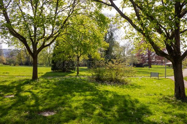 公园树和树枝和植物的叶子向<strong>冲刺</strong>时间和煦的：照到阳光的一天