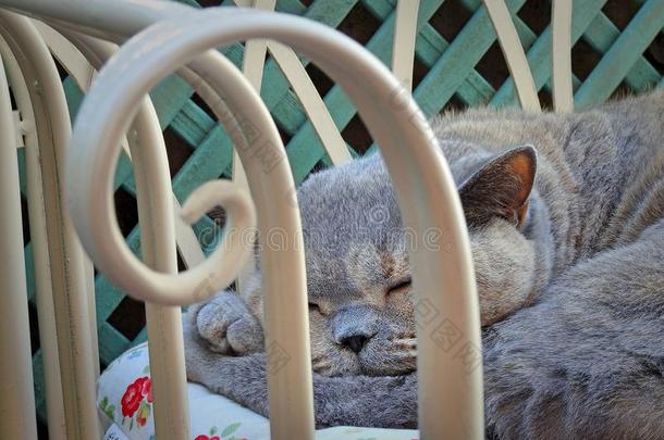 睡眠起绒血统猫向花园轻便马车