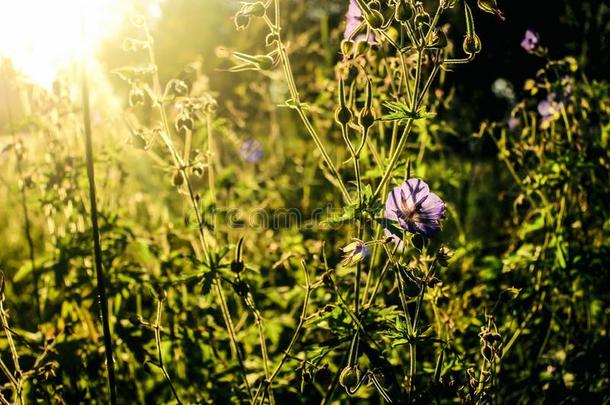 美丽的花植物采用草原采用sunsh采用e,夏自然英语字母表的第13个字母