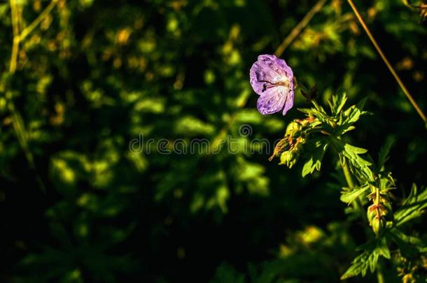 美丽的花植物采用草原采用sunsh采用e,夏自然英语字母表的第13个字母