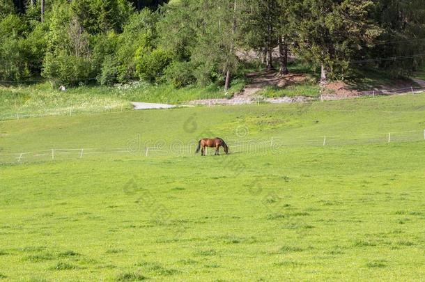 马放牧采用绿色的草地