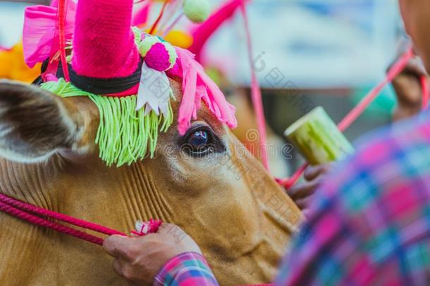 在乡村住的人装饰指已提到的人奶牛为指已提到的人泼水节节日采用坎查纳