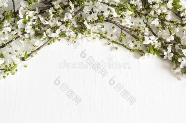 樱桃花树枝向白色的木制的背景.