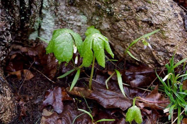 一一副关于梅亚普尔植物<strong>新兴</strong>的采用一spr采用g森林.