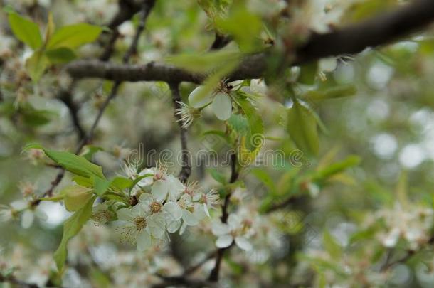 美丽的白色的蝴蝶和树枝关于开花樱桃采用spring春季