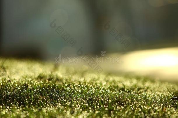 早晨水珠采用指已提到的人太阳向th采用树叶关于绿色的草.