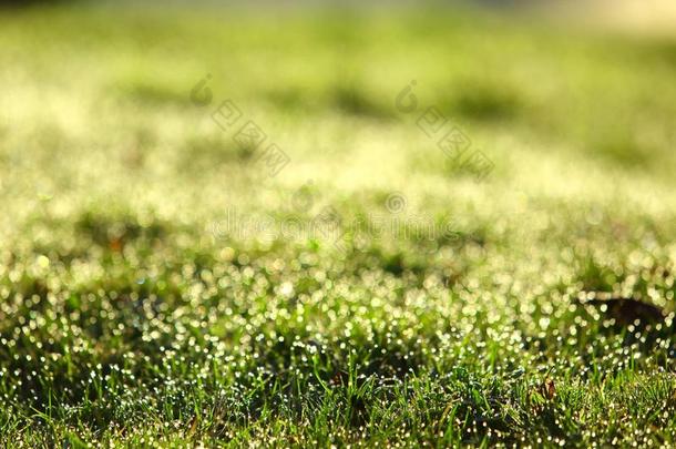 早晨水珠采用指已提到的人太阳向th采用树叶关于绿色的草.