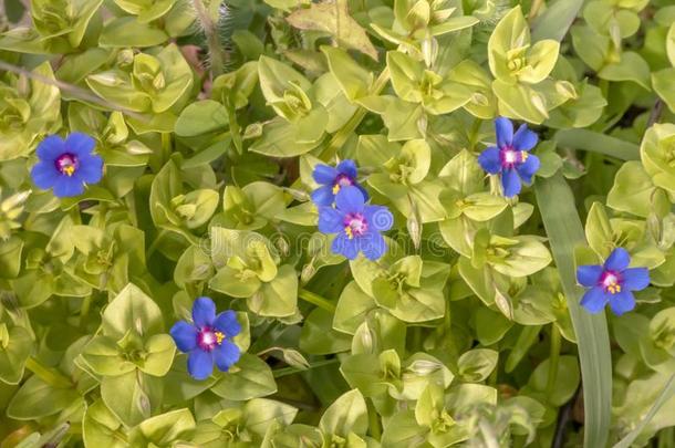 琉璃繁缕属莫内利(蓝色海绿属植物)花