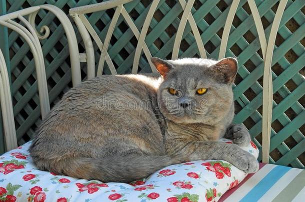 奢侈血统猫向花园轻便马车