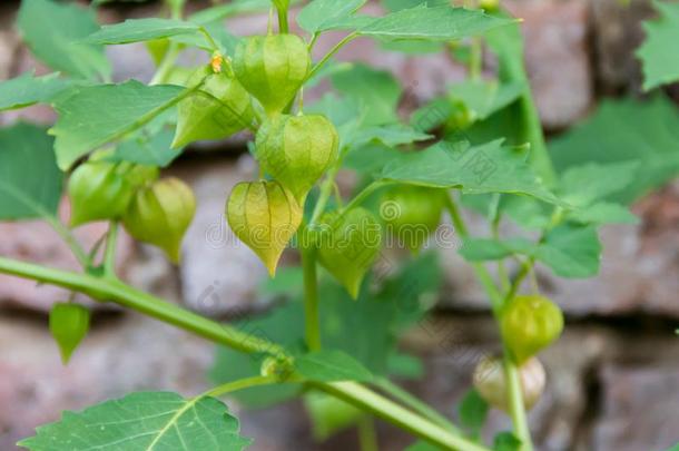 医学的植物<strong>叫</strong>中国人灯笼