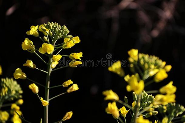 油菜花