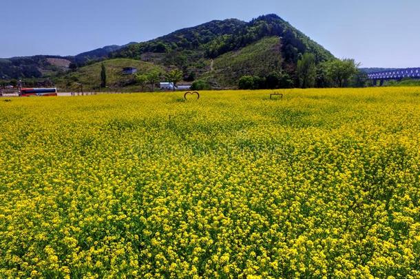 Yuchae加拿大油菜花盛开的采用金海铁路自行车,金海,南方