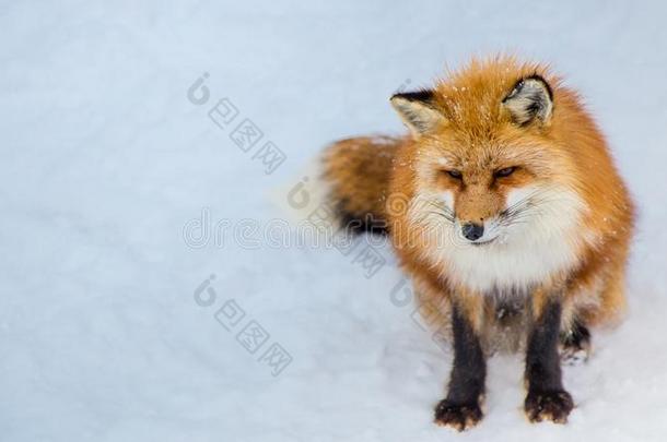 棕色的狐用来表示某人或某物即主语本身睡眠和步行向雪地面