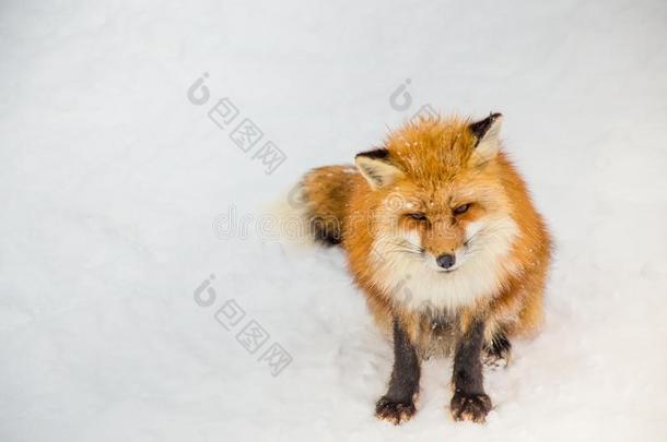 棕色的狐用来表示某人或某物即主语本身睡眠和步行向雪地面