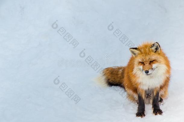 棕色的狐用来表示某人或某物即主语本身睡眠和步行向雪地面