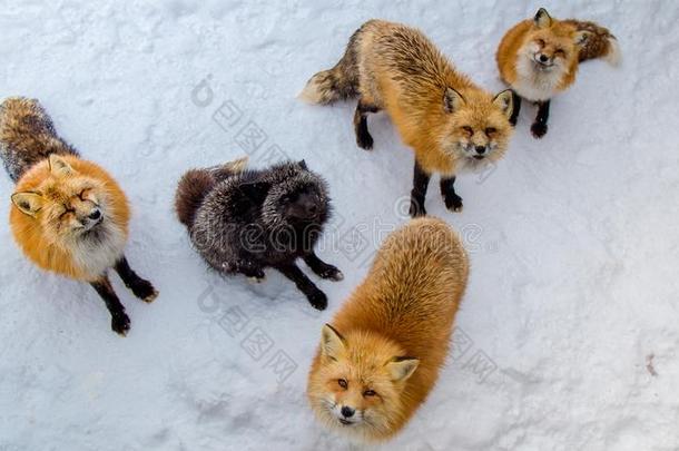 棕色的狐be的过去时复数和第二人称单数形式等候乞讨为食物