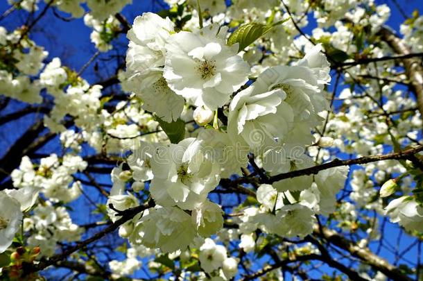 美丽的白色的樱桃花采用范库弗峰,加拿大