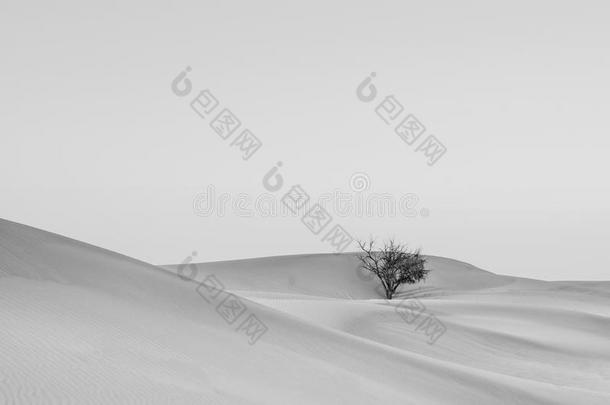 死去的树采用alii其他人瓦茨巴沙漠阿布阿布扎比,UnitedArabEmirates阿拉伯联合酋长国