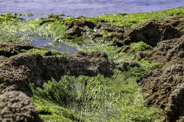 水藻和壳关于软体动物类关于指已提到的人<strong>海底</strong>在的时候低的潮汐.