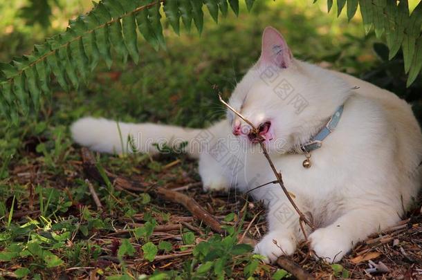 有趣的猫/小猫吃一粘贴