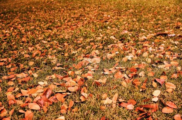 秋树叶向草采用指已提到的人花园