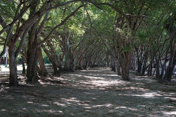 树线条在人名南古,龙目岛-印尼