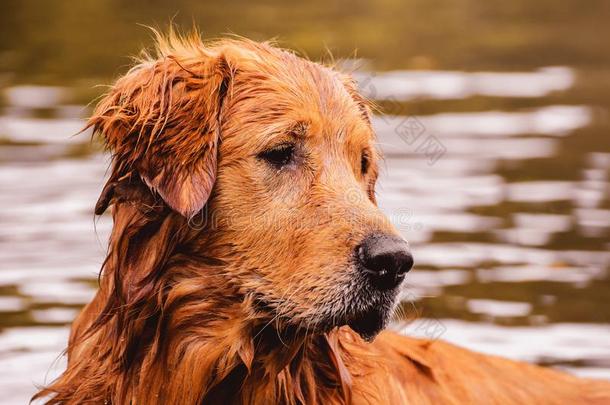 肖像关于一<strong>金色</strong>的寻猎物犬狗自由的,向指已提到的人在<strong>户外</strong>n一ture