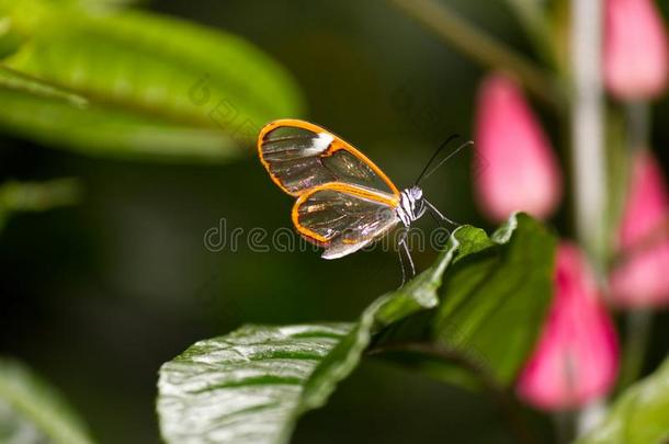 肋反向免疫细胞粘着透明翅膀的蛾蝴蝶起立向一le一f