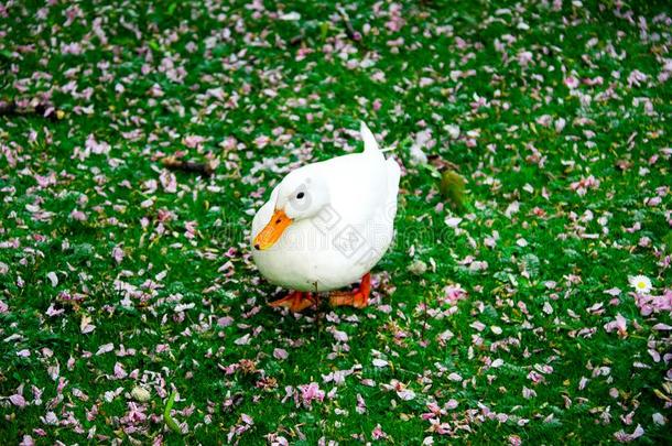 鸭子采用指已提到的人公园采用杜塞尔多夫,德国,被环绕着的在旁边花