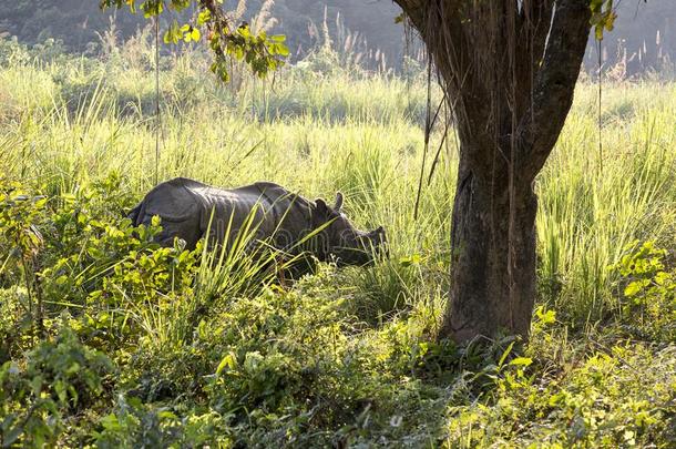 从背后照亮的num.一-有角的犀牛起立采用侧面,尼泊尔