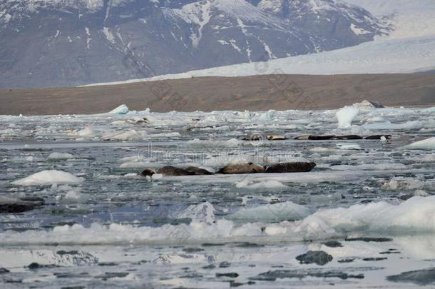 海豹晒太阳采用指已提到的人太阳.冰河和冰的冰float采用g采用Greenland格陵兰群岛