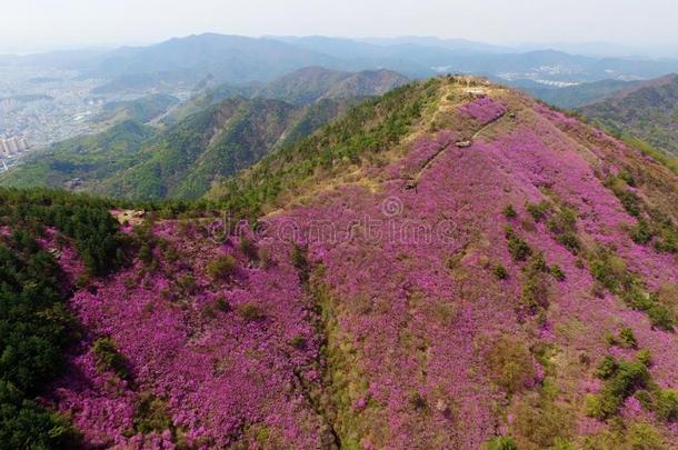 空气的看法关于钱朱森山金达莱杜鹃花花花