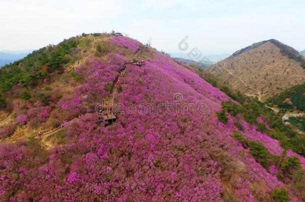 空气的看法关于钱朱森山金达莱杜鹃花花花