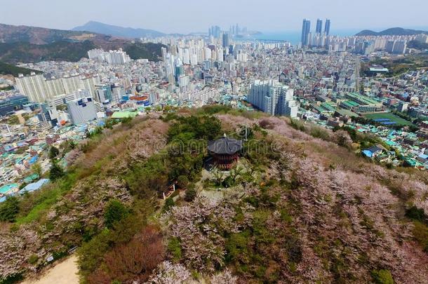 樱桃花春季关于杂音山公园,釜山,南方kick-off开球