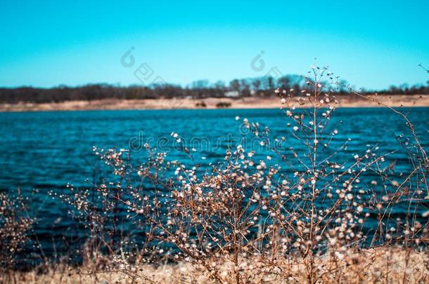 干的干燥的花和白色的花在旁边指已提到的人湖
