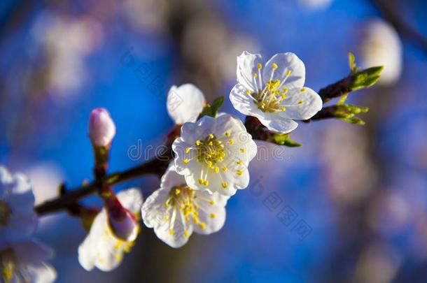 杏树花和软的集中.春季白色的花向一