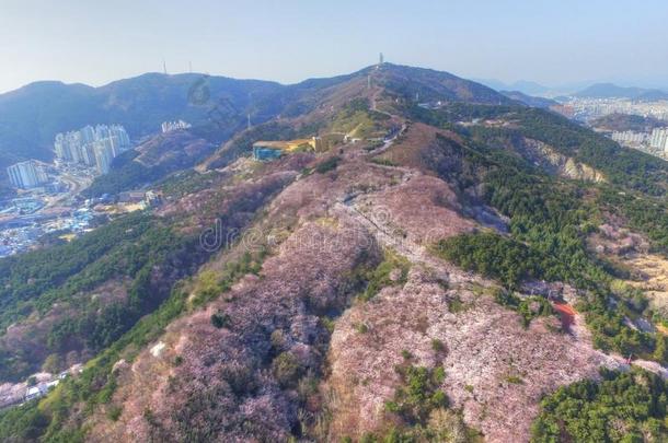 樱桃花春季关于古米龙山山,釜山,南方侯尔
